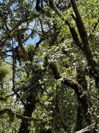 Forest zone